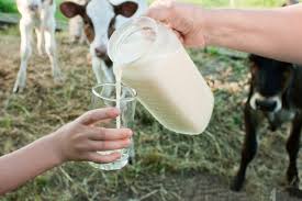 Raw Milk Supplier