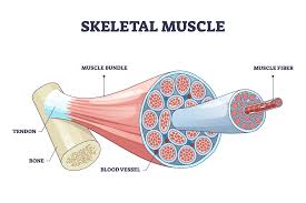 Myopathy Treatment Services