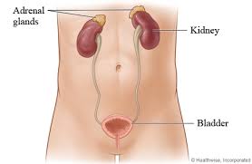 Kidney, Bladder, Adrenal Tumours Treatment Services