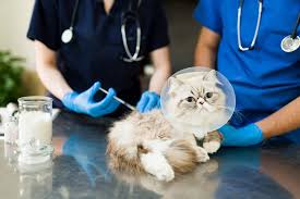 Pet Healthcare & Medical Support Services